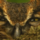 Illustration for article titled This Great Horned Owl Is Either Really Stoned Or Defending Its Young